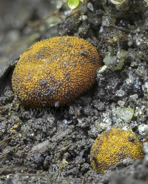 Stachelige Hirschtrüffel (Elaphomyces muricatus)