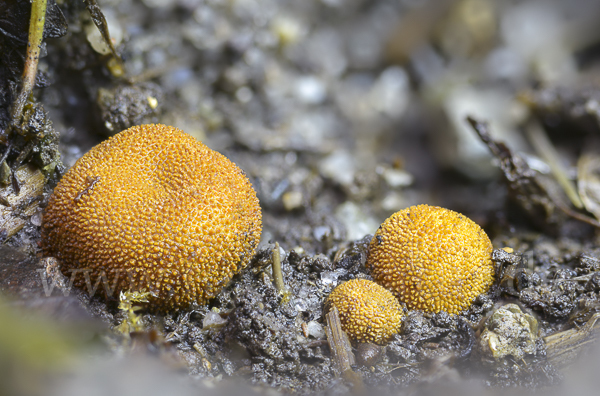 Stachelige Hirschtrüffel (Elaphomyces muricatus)