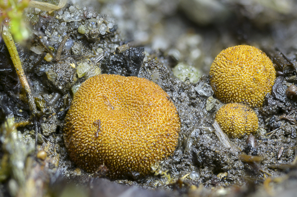 Stachelige Hirschtrüffel (Elaphomyces muricatus)