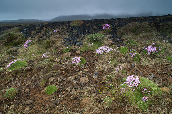 Stängellose Leimkraut (Silene acaulis)