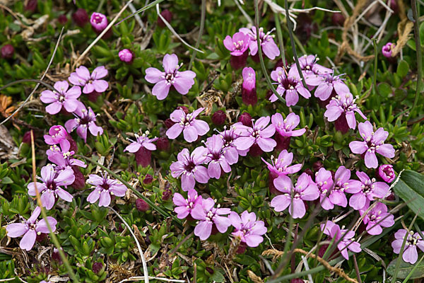 Stängellose Leimkraut (Silene acaulis)