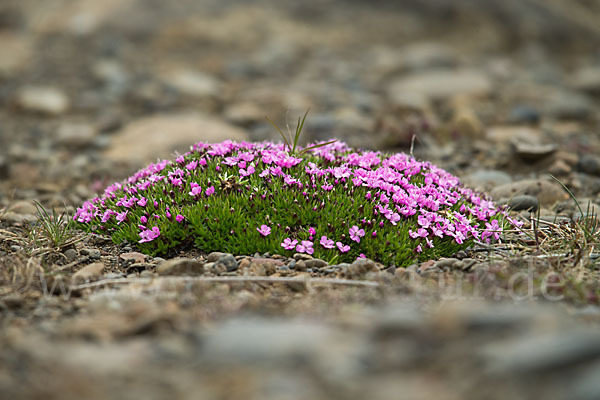 Stängellose Leimkraut (Silene acaulis)