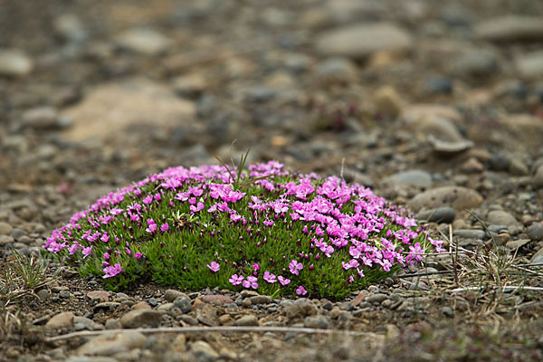 Stängellose Leimkraut (Silene acaulis)