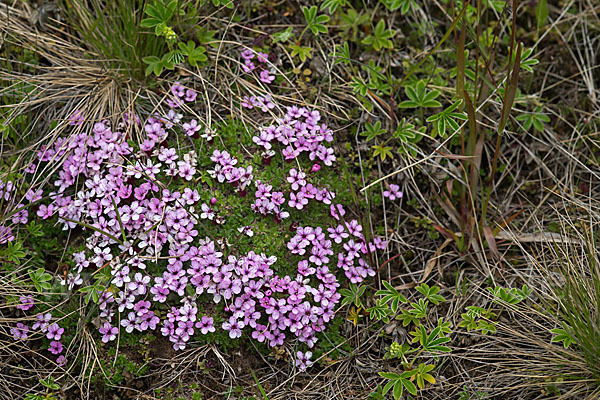 Stängellose Leimkraut (Silene acaulis)