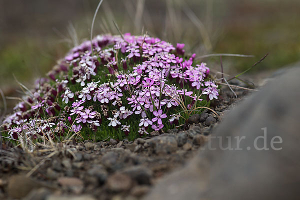 Stängellose Leimkraut (Silene acaulis)