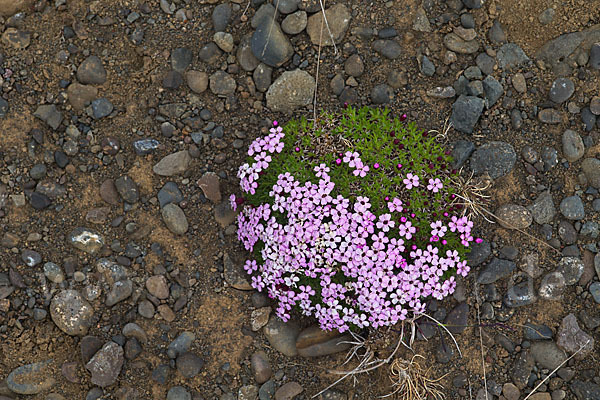 Stängellose Leimkraut (Silene acaulis)