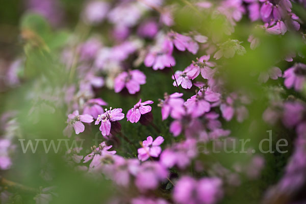 Stängellose Leimkraut (Silene acaulis)