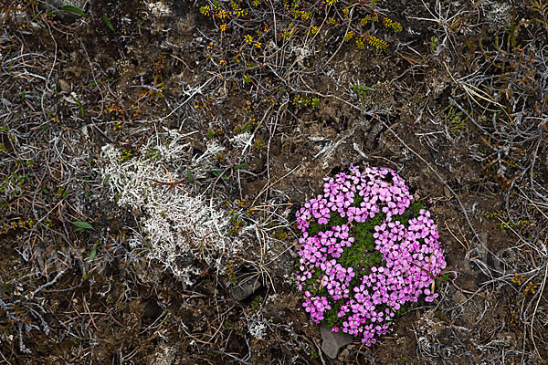 Stängellose Leimkraut (Silene acaulis)