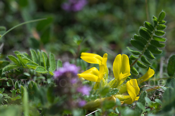 Stängelloser Tragant (Astragalus exscapus)