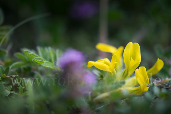 Stängelloser Tragant (Astragalus exscapus)