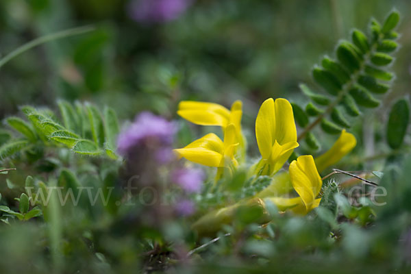 Stängelloser Tragant (Astragalus exscapus)