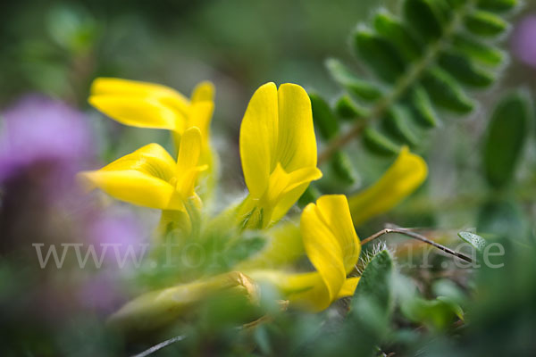 Stängelloser Tragant (Astragalus exscapus)