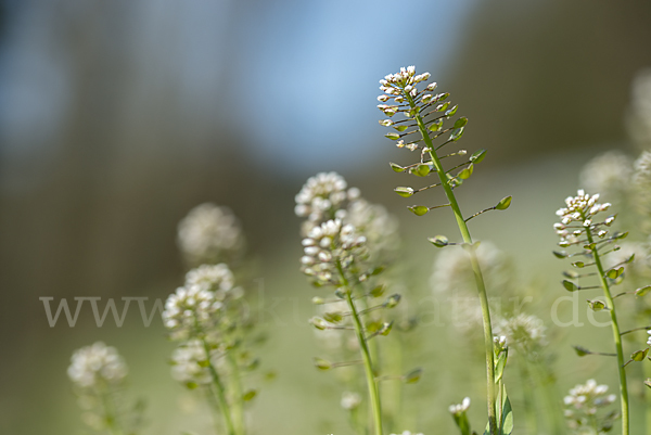 Stängelumfassendes Hellerkraut (Microthlaspi perfoliatum)