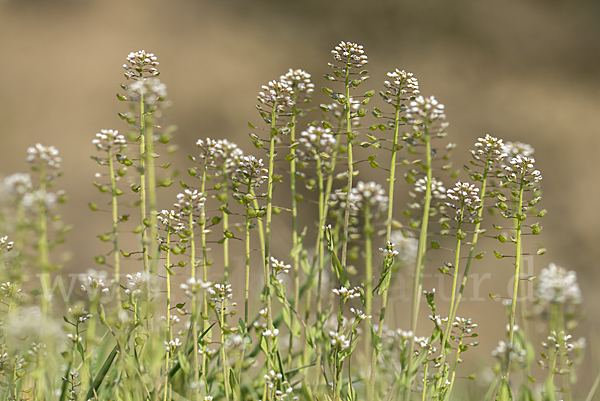 Stängelumfassendes Hellerkraut (Microthlaspi perfoliatum)