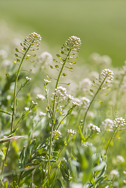 Stängelumfassendes Hellerkraut (Microthlaspi perfoliatum)