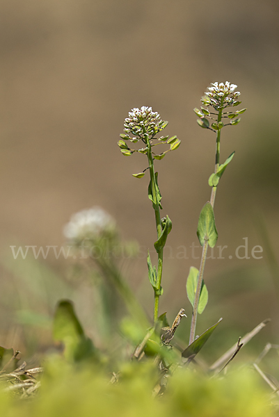 Stängelumfassendes Hellerkraut (Microthlaspi perfoliatum)