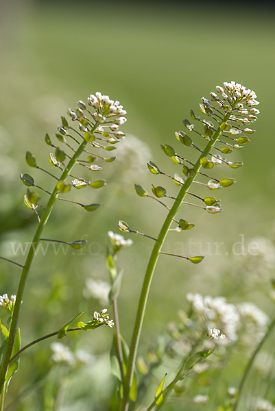 Stängelumfassendes Hellerkraut (Microthlaspi perfoliatum)