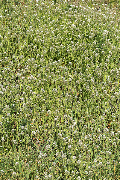 Stängelumfassendes Hellerkraut (Microthlaspi perfoliatum)