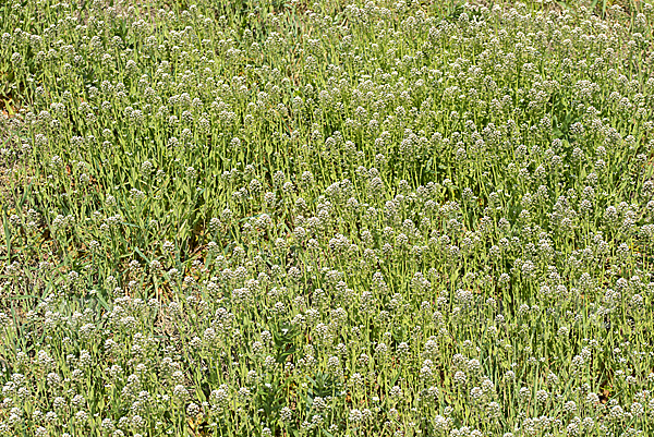Stängelumfassendes Hellerkraut (Microthlaspi perfoliatum)