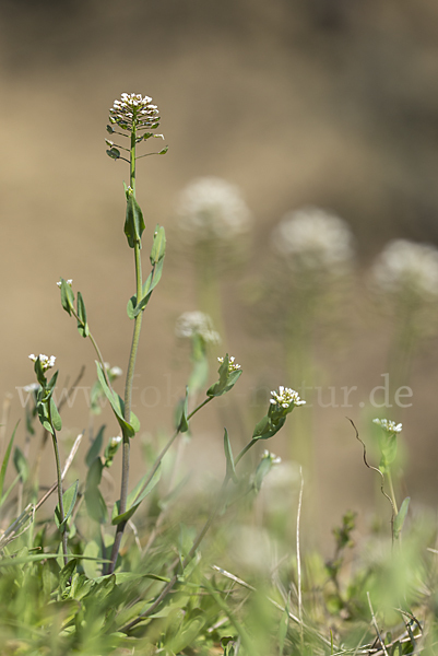 Stängelumfassendes Hellerkraut (Microthlaspi perfoliatum)