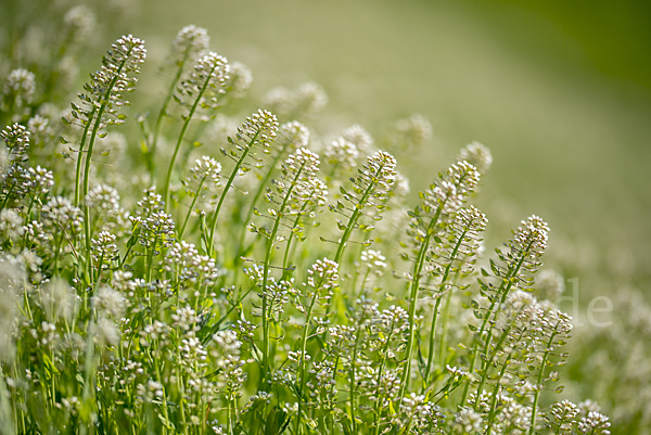 Stängelumfassendes Hellerkraut (Microthlaspi perfoliatum)