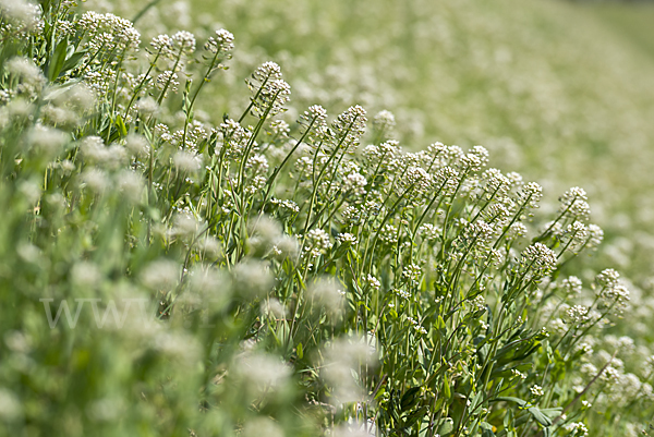 Stängelumfassendes Hellerkraut (Microthlaspi perfoliatum)