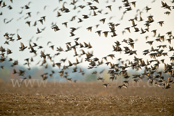 Star (Sturnus vulgaris)