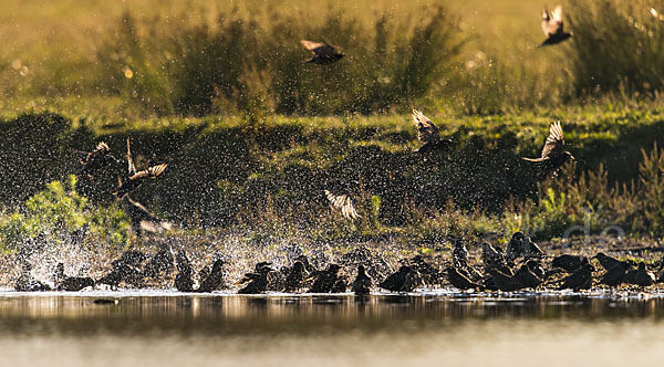 Star (Sturnus vulgaris)