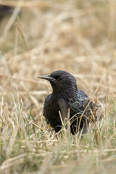 Star (Sturnus vulgaris)