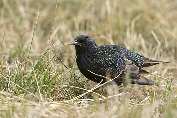 Star (Sturnus vulgaris)