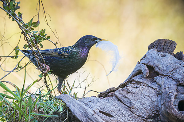 Star (Sturnus vulgaris)