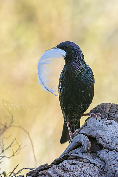 Star (Sturnus vulgaris)