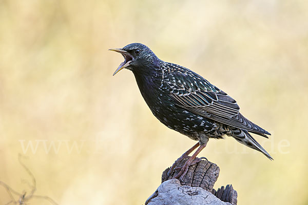 Star (Sturnus vulgaris)