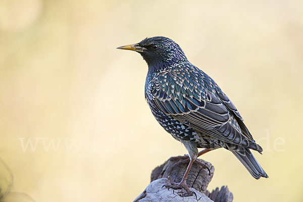 Star (Sturnus vulgaris)