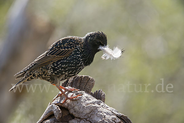 Star (Sturnus vulgaris)