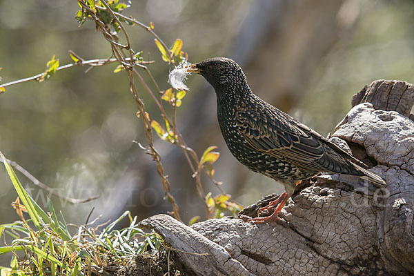 Star (Sturnus vulgaris)