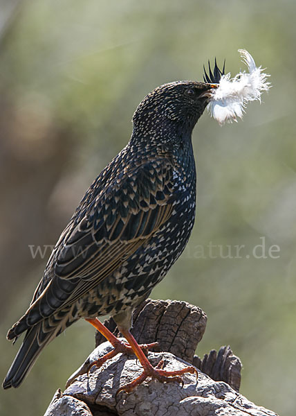 Star (Sturnus vulgaris)