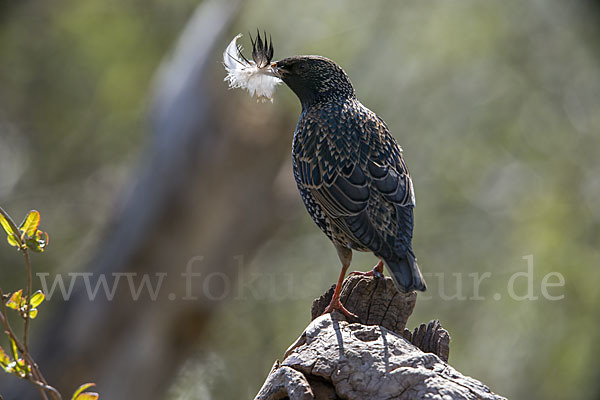 Star (Sturnus vulgaris)