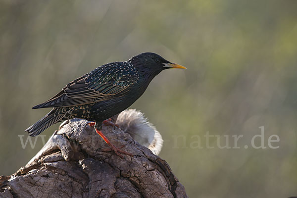 Star (Sturnus vulgaris)