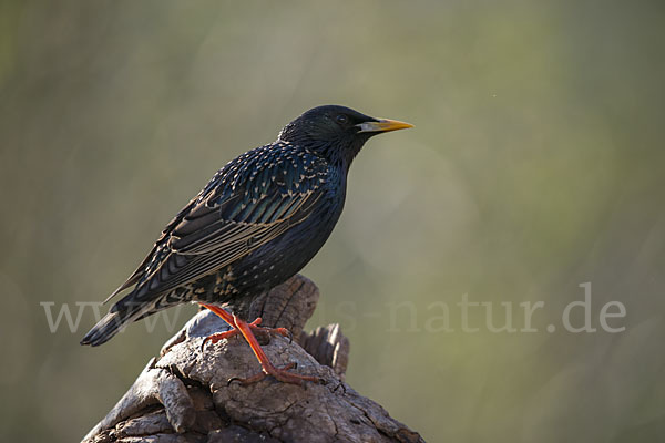 Star (Sturnus vulgaris)