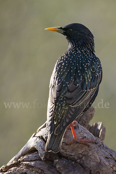 Star (Sturnus vulgaris)