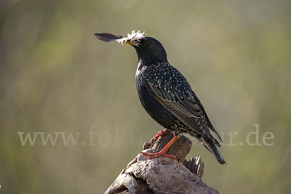 Star (Sturnus vulgaris)