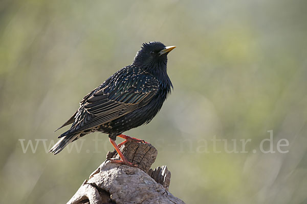 Star (Sturnus vulgaris)