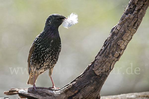 Star (Sturnus vulgaris)