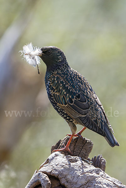 Star (Sturnus vulgaris)