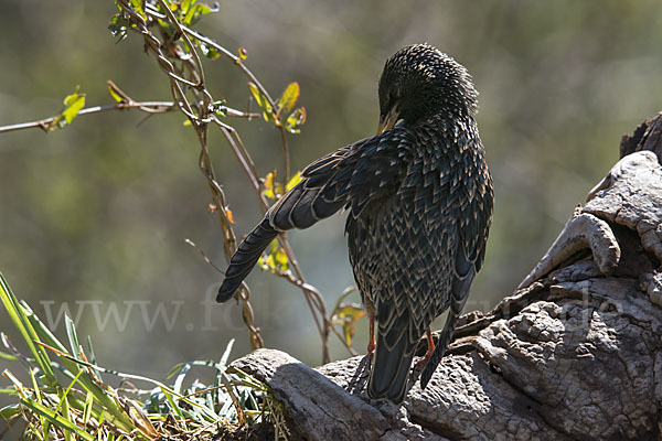 Star (Sturnus vulgaris)