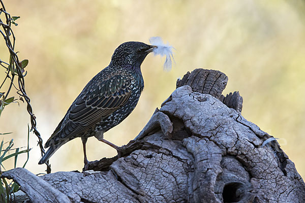 Star (Sturnus vulgaris)