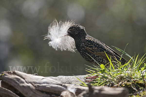 Star (Sturnus vulgaris)