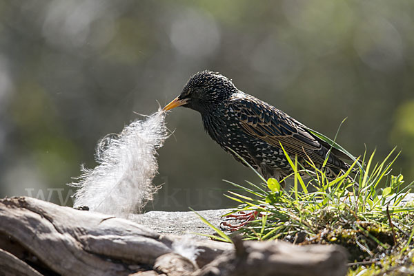 Star (Sturnus vulgaris)