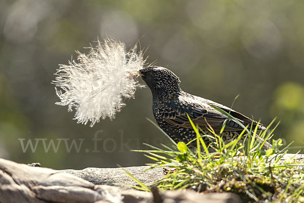 Star (Sturnus vulgaris)